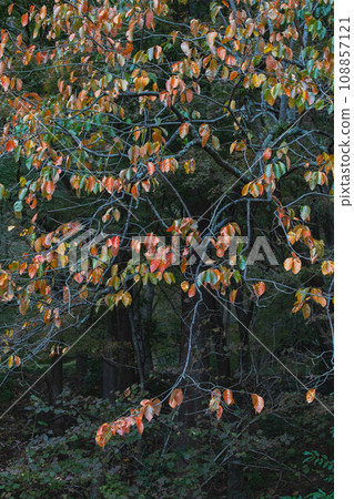 Scenery of autumn leaves 108857121