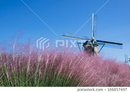 風車附近的 Muhlenbergia 紅紫色花朵在風中搖曳 108857497