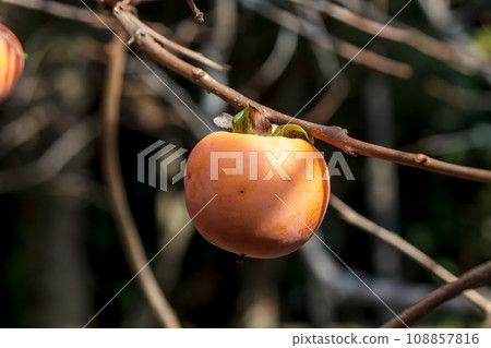 A completely sweet persimmon variety called Fuyu produced in Gifu Prefecture [Persimmonaceae] 108857816