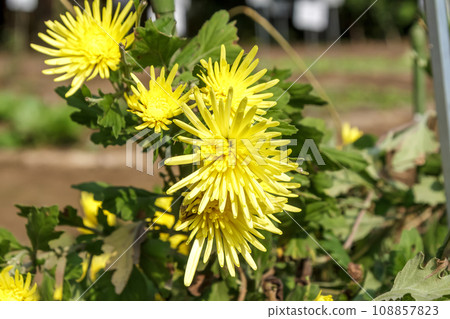 據說苦味低的菊科【菊科、菊科屬】 據說苦味低的菊科【菊科、菊科屬】 108857823
