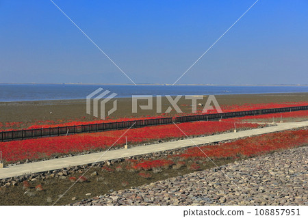 [Saga Prefecture] Turtle grass colony in the sunny tidal flat Yoka Park 108857951