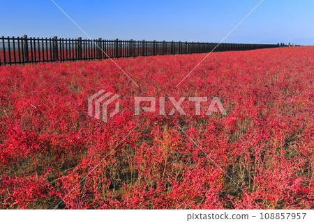 [Saga Prefecture] Turtle grass colony in the sunny tidal flat Yoka Park 108857957