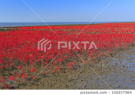 [Saga Prefecture] Turtle grass colony in the sunny tidal flat Yoka Park 108857964