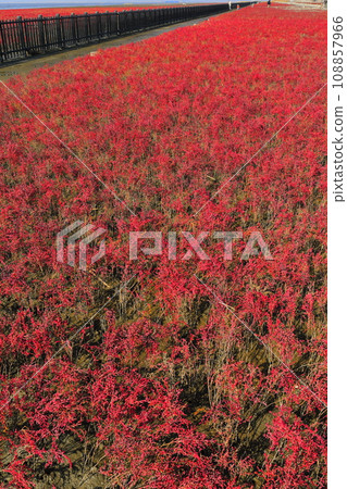 [Saga Prefecture] Turtle grass colony in the sunny tidal flat Yoka Park 108857966
