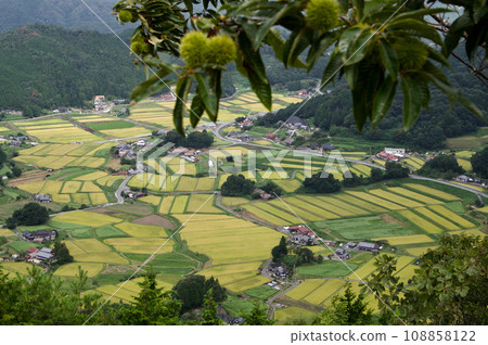 Chestnut burr and rice terraces in Mikawachi, before harvesting, view from Mt. Triplets, autumn, golden ears of rice Chestnut burr and rice terraces in Mikawachi, before harvesting, view from Mt. Triplets, autumn, golden ears of rice 108858122