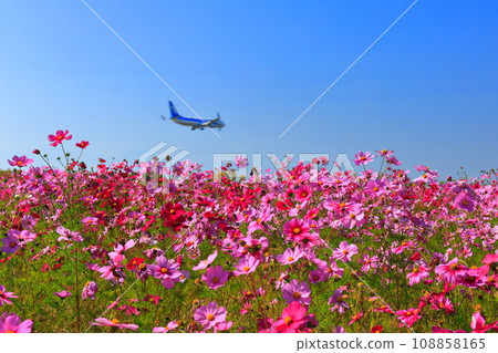 [Saga Prefecture] Cosmos and jet planes at Saga Airport Cosmos Garden on a sunny day 108858165