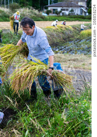 Parent and child experiencing rice harvesting Parent and child experiencing rice harvesting 108858254