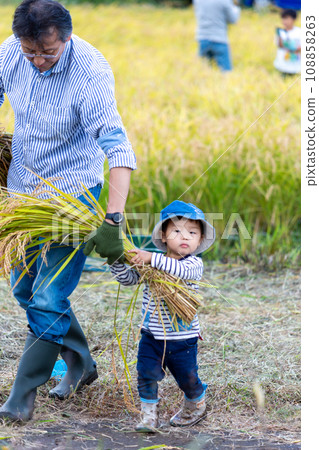 Parent and child experiencing rice harvesting Parent and child experiencing rice harvesting 108858263