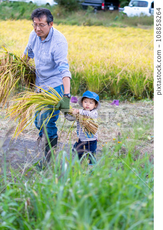 Parent and child experiencing rice harvesting Parent and child experiencing rice harvesting 108858264