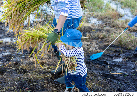 家長和孩子體驗水稻收割 108858266