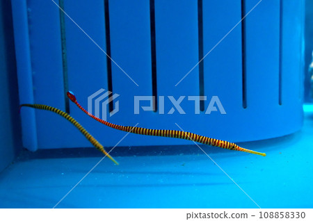Many Ringed Pipe Fish 108858330