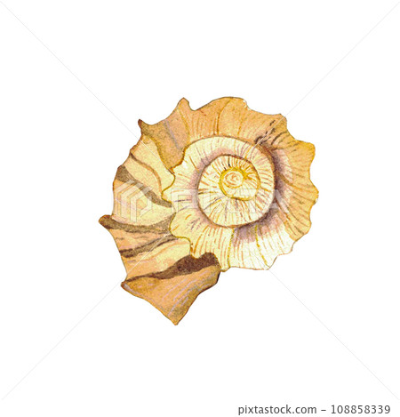 Watercolor illustration ocean clam on a white background view from above. it is used for postcards, prints, educational cards for children, puzzle, mosaic 108858339