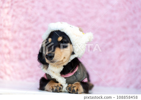 Kaninhen Dachshund, a puppy dressed as the zodiac dragon 108858458
