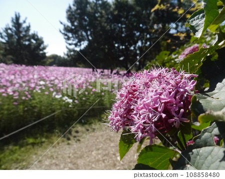  Flower garden 108858480