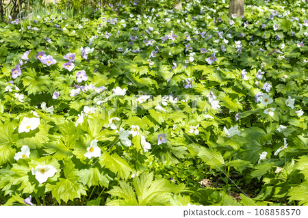 Shirane aoi的花朵 108858570