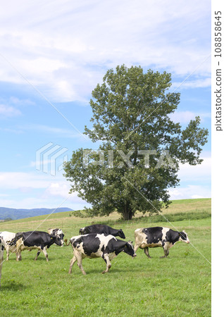 Dairy cow grazing at Biei Farm in Hokkaido Dairy cow grazing at Biei Farm in Hokkaido 108858645