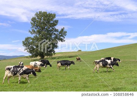 北海道美瑛農場的乳牛在吃草 108858646