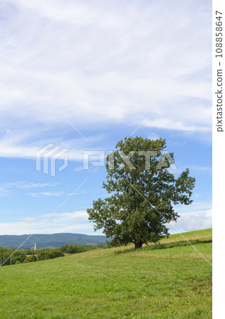 北海道美瑛丘陵（藍天綠草） 108858647