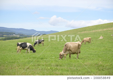 Dairy cow grazing at Biei Farm in Hokkaido 108858649