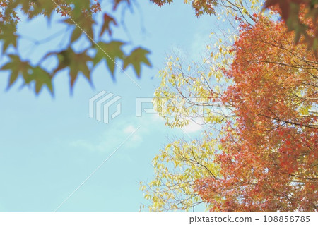 明亮的紅色葉子和藍天 明亮的紅色葉子和藍天 108858785