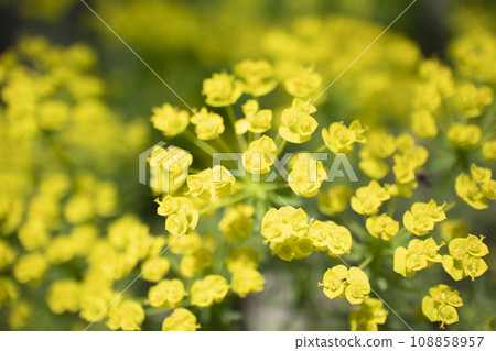 Euphorbia fence ruby Euphorbia fence ruby 108858957
