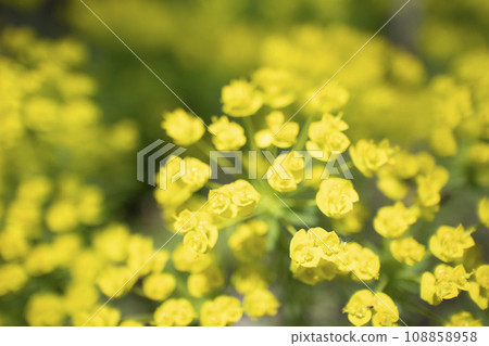 Euphorbia fence ruby Euphorbia fence ruby 108858958