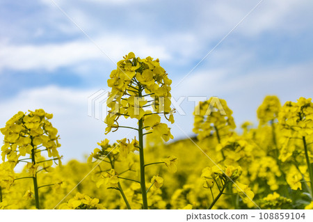 油菜田 108859104