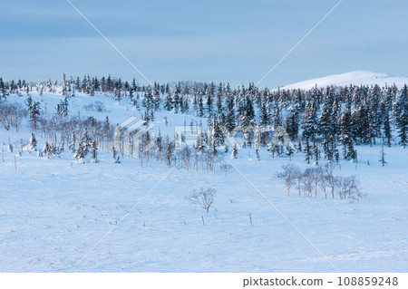 Coniferous forest dotted with snowy fields 108859248