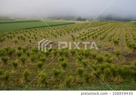 After harvesting the rice terraces in Mikawachi, rice straw, rice bundles, morning mist 108859430