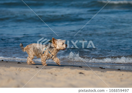 Small neat Yorkshire terrier runs along beach next to sea Small neat Yorkshire terrier runs along beach next to sea 108859497