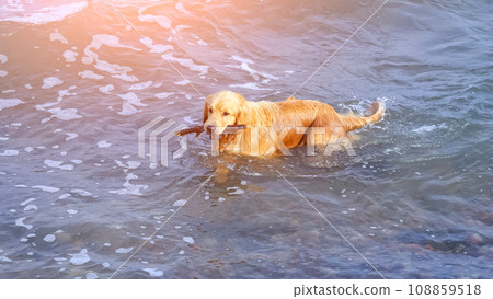 Golden retriever with branch in mouth swimming in sea 108859518