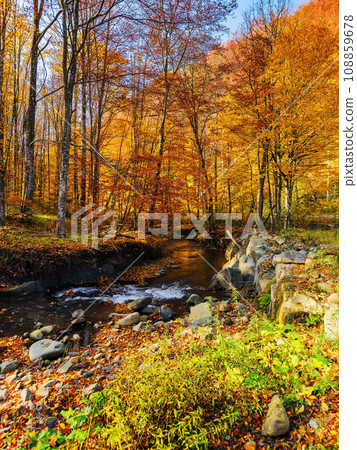 scenery with water stream among the stones and boulders on the shore in autumn forest. trees in fall foliage in morning light. dry sunny weather scenery with water stream among the stones and boulders on the shore in autumn forest. trees in fall foliage in morning light. dry sunny weather 108859678