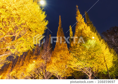 東京神宮外苑的銀杏葉夜景 108859697