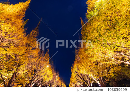 東京神宮外苑的銀杏葉夜景 東京神宮外苑的銀杏葉夜景 108859699
