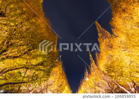 Ginkgo biloba illuminated at Jingu Gaien, Tokyo night view 108859855