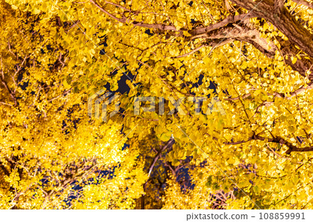 Ginkgo biloba illuminated at Jingu Gaien, Tokyo night view 108859991