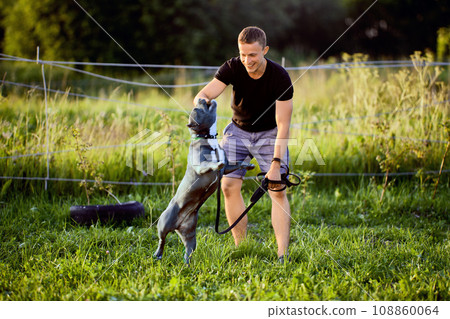American bully dog breed being walked on leash by European man over 20 years old. 108860064