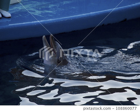 Dolphin begging for food 108860077