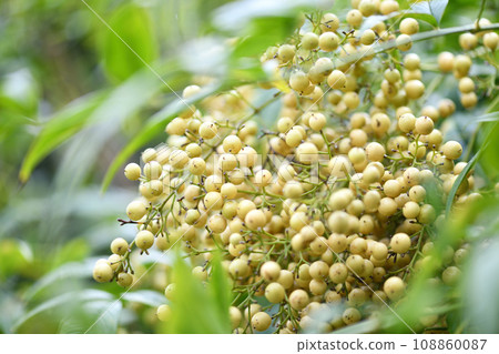 Shironanten fruit 108860087