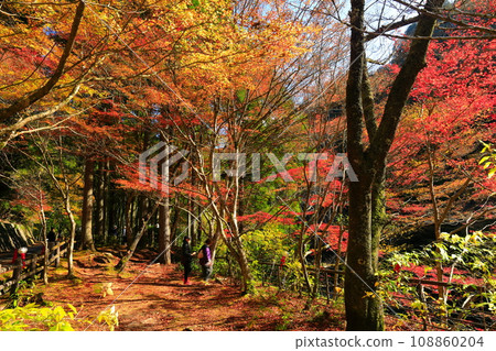 [Okayama Prefecture] Autumn leaves in Okutsu Valley on a clear day 108860204