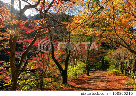 [岡山縣]晴天奧津谷的紅葉 108860210