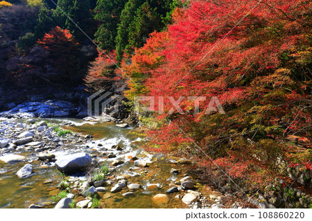 [Okayama Prefecture] Autumn leaves in Okutsu Valley on a clear day 108860220