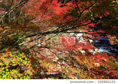 [Okayama Prefecture] Autumn leaves in Okutsu Valley on a clear day 108860228