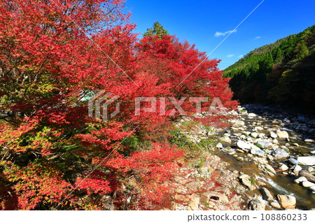 [Okayama Prefecture] Autumn leaves in Okutsu Valley on a clear day 108860233
