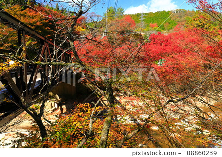 [Okayama Prefecture] Autumn leaves in Okutsu Valley on a clear day 108860239