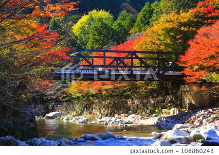[岡山縣]晴天奧津谷的紅葉 108860243
