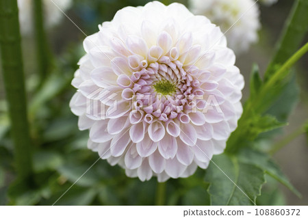 Dahlia flower Dahlia flower 108860372
