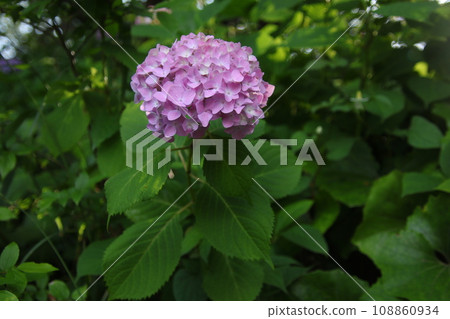 雨季花繡球 雨季花繡球 108860934