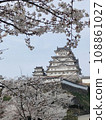 Himeji White, a world heritage site with dancing cherry blossoms 108861027