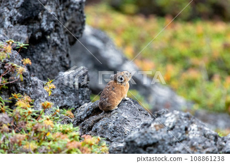 Ezon pika living in the Daisetsuzan mountain range 108861238